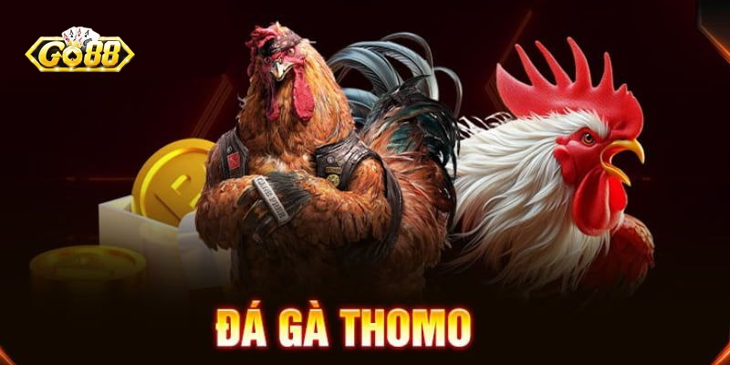Trải nghiệm đá gà Thomo Go88 - Đấu trường chiến kê huyền thoại